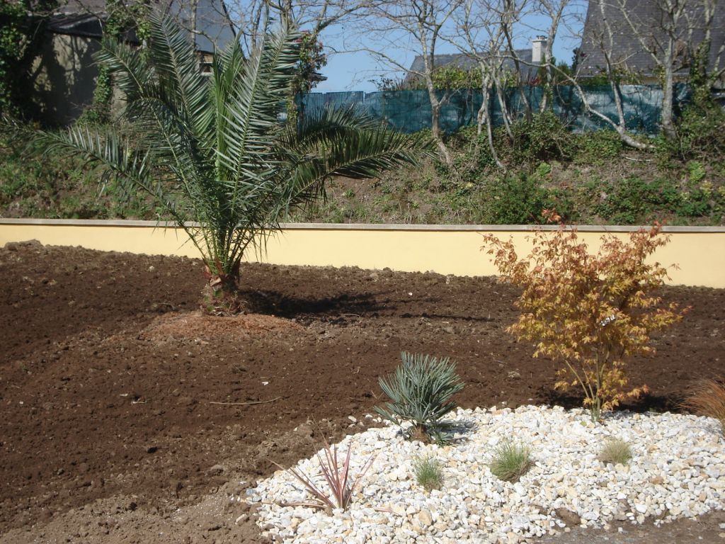 Vue N-E sur le massif d'entrée et LE PALMIER "phoenix canariensis" déjà d'une bonne taille