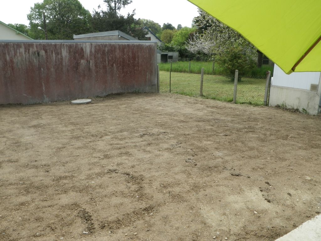 pelouse semée