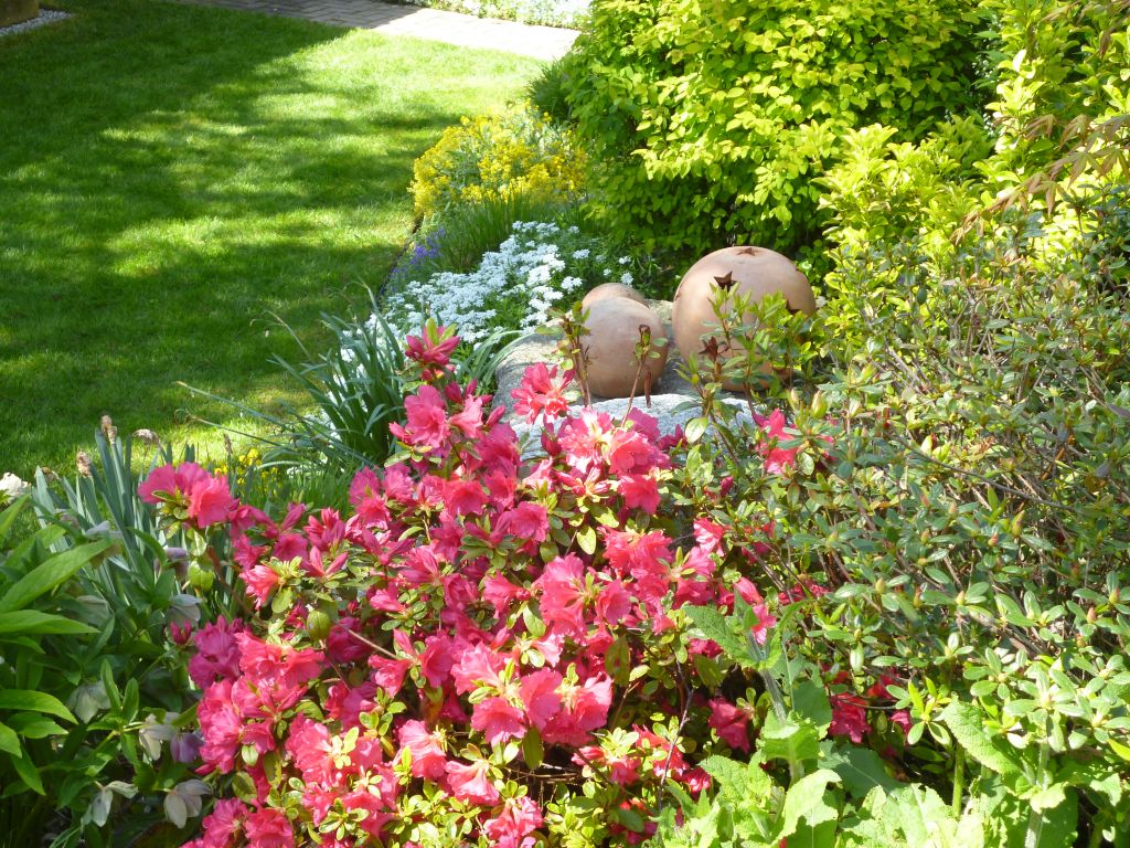 Premires azals en fleurs