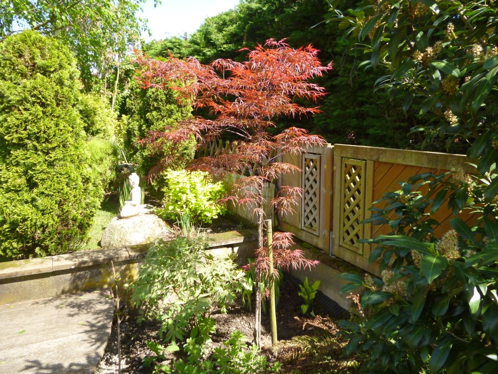 Dernire acquisition : rable du japon (acer palmatum)