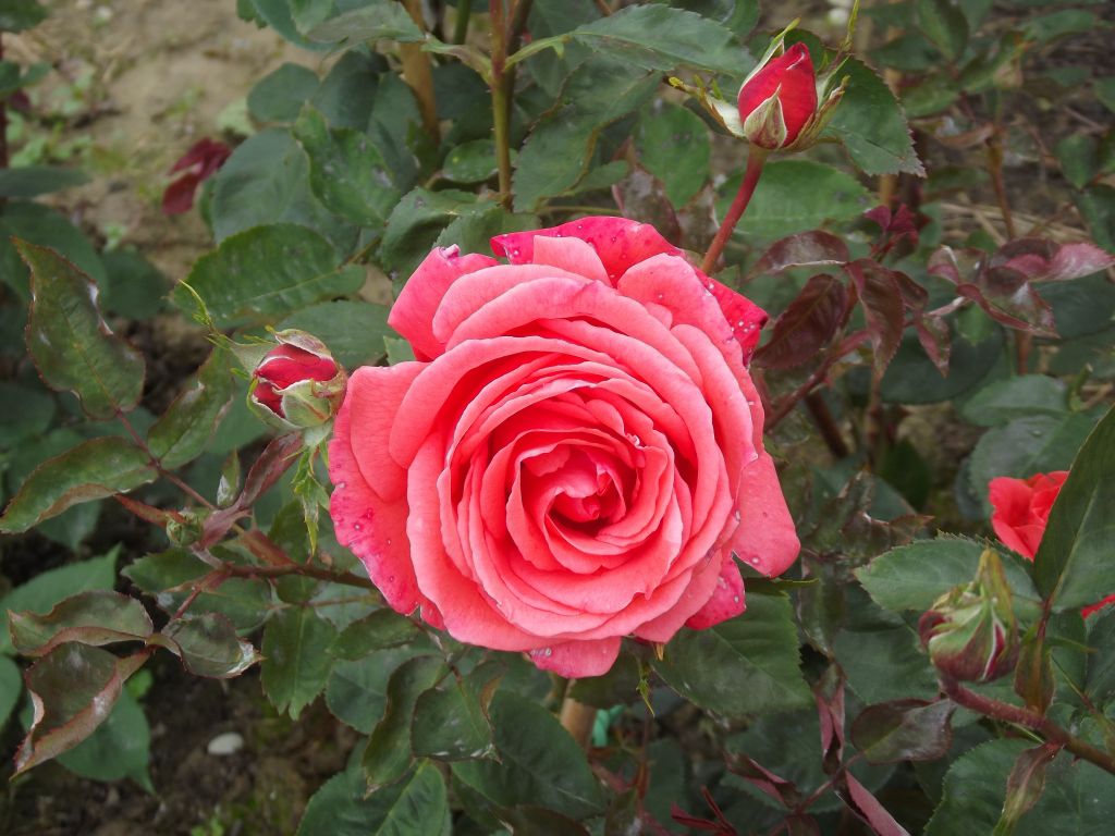 Roses de mon jardin