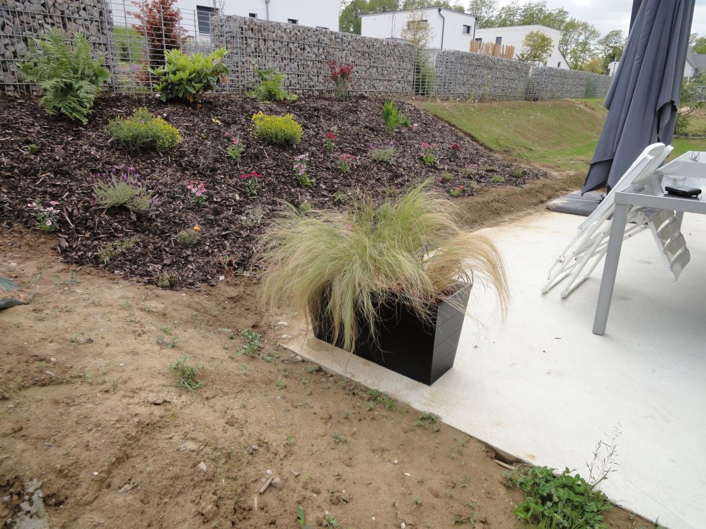 Debut de plantation sur notre talus. Un peu de vert ca fait du bien! vivement que ca s'etoffe et que les bulbes de Lys et de Crocosmia fleurissent.