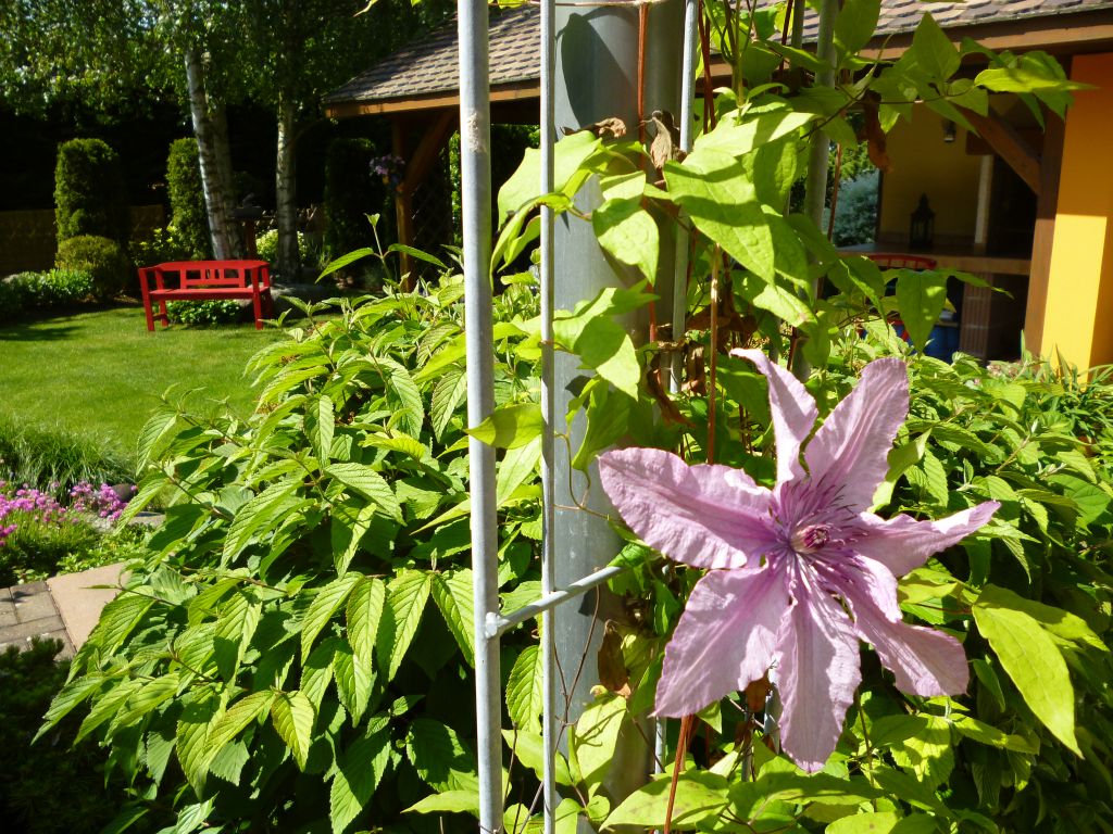 Jardin millsime 2013: gros plan sur une fleur de clmatite