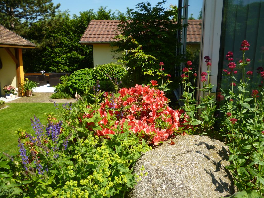 Jardin millsime 2013: valrianes et azales en fleurs