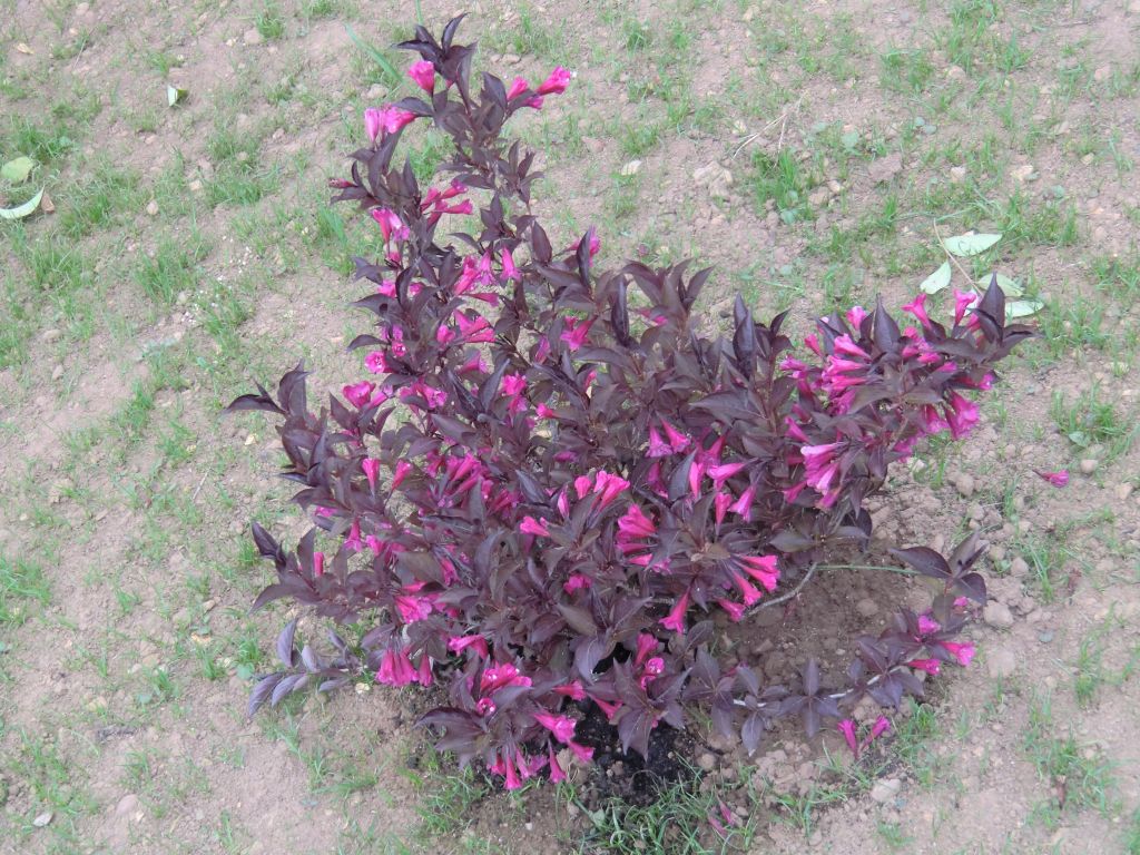 Weigelia Alexandra