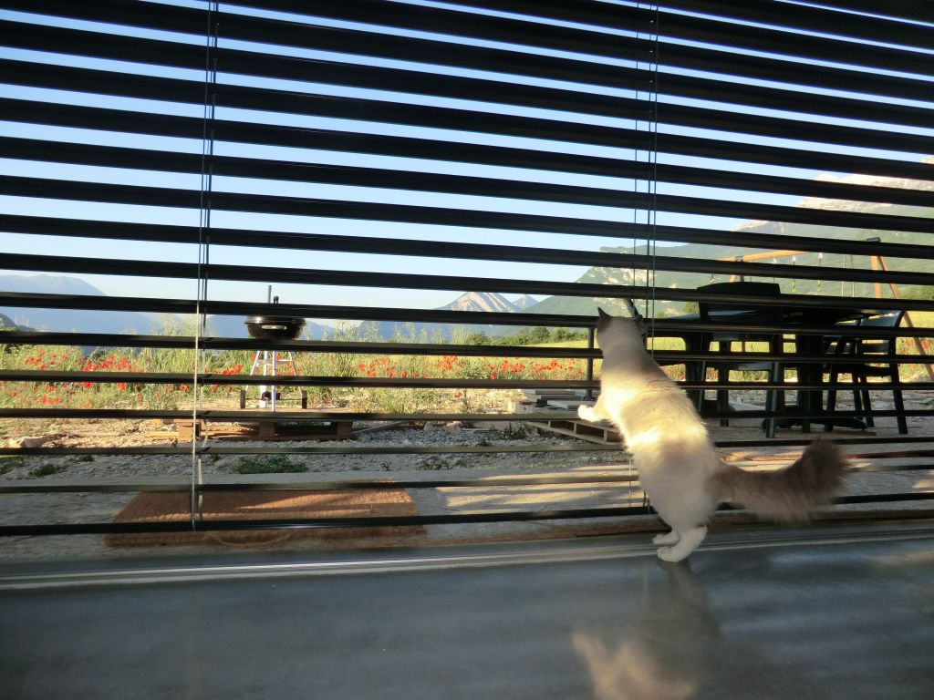 Prison pour chat.