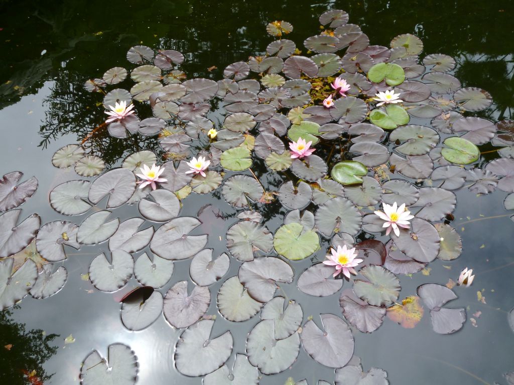 Nnuphars en fleur