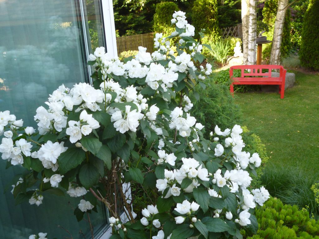 Arbuste actuellement en fleurs