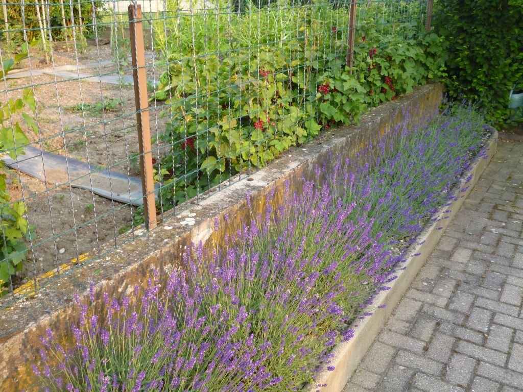 Bordure de lavande devant les groseilliers dans le jardin du voisin
