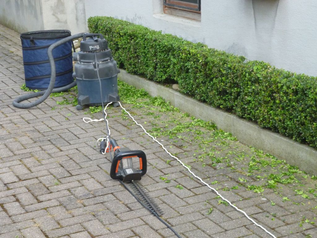 Taille des buis en cours avec taille-haie et aspirateur