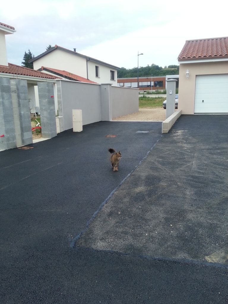 Mes chats-chiens qui me suivent partout  Il pr�f�re l'enrob�e aux cailloux, c'est sur
