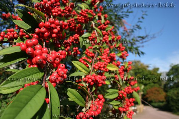 cotoneaster lacteus