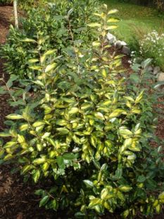 Panaché jaune et vert