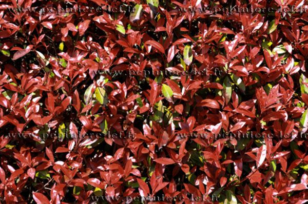 Photonia red robin