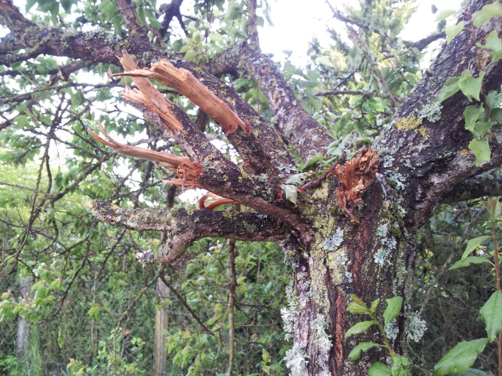 Suite au travaux de terrassement l'ouvrier nous a décaniller 2 arbres dont le pommier qui a été enlevé totalement.
<br />

<br />
L'abricotier lui a pu être gardé mais au prix de quelques coups de pelleteuses