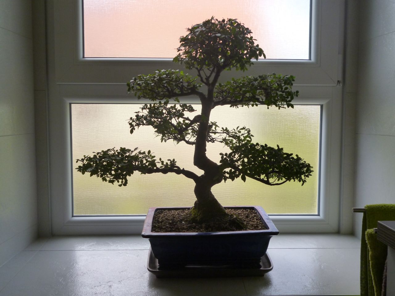 Bonzai en gros plan: il s'agit d'un "ulmus". Ce qui veut dire en fran�ais "orme". Et plus pr�cis�ment "orme de Chine"