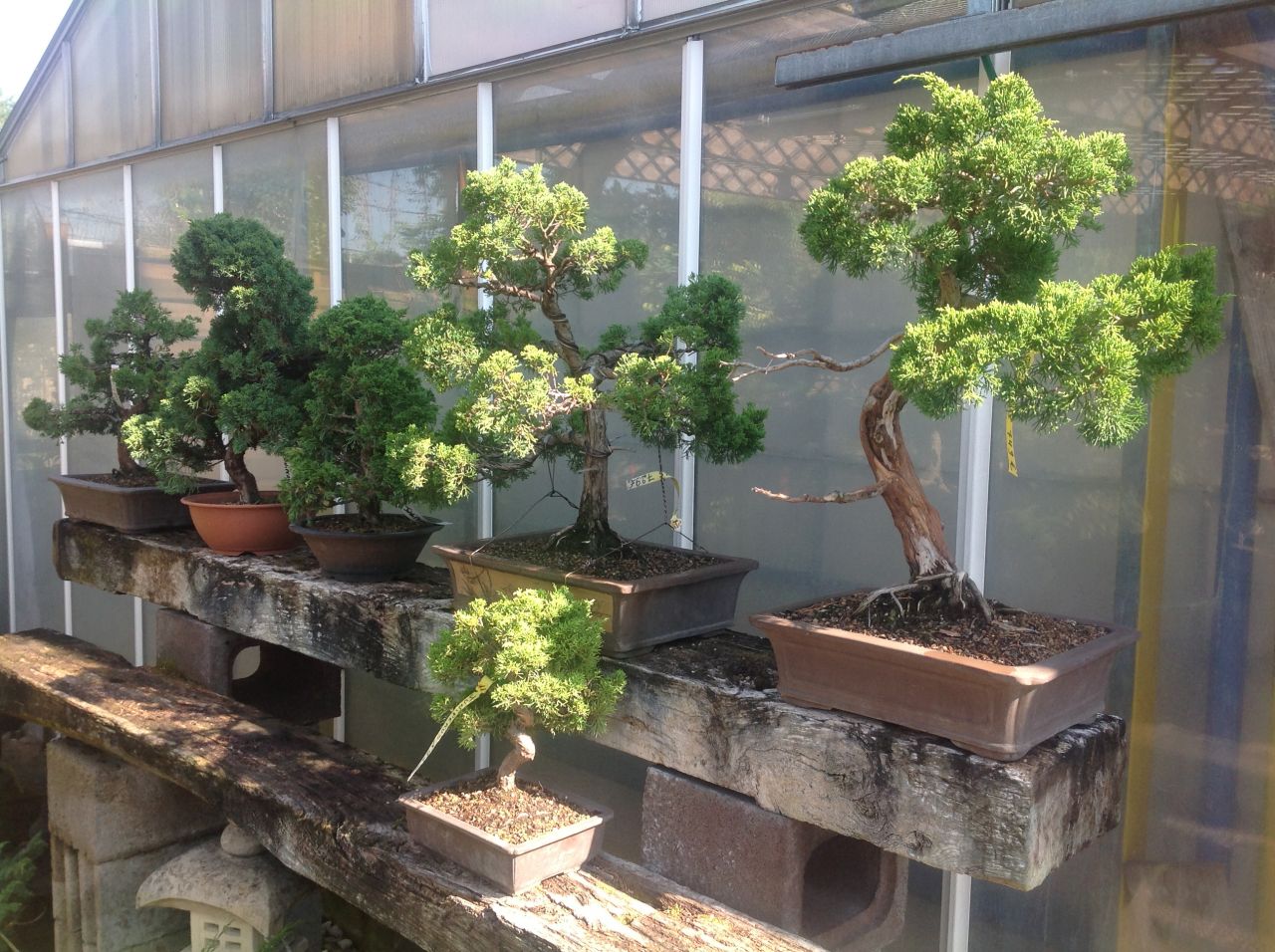 Exposition de bonzai