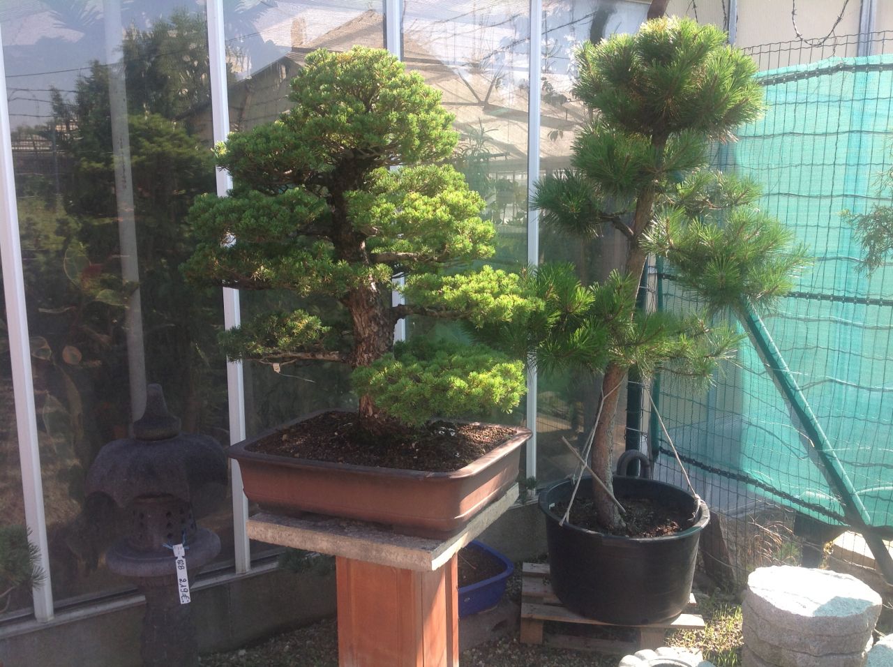 Exposition de bonzai