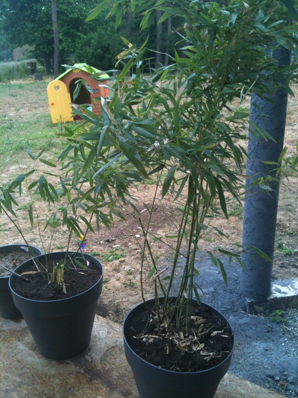 Bambou replant�s en Juin