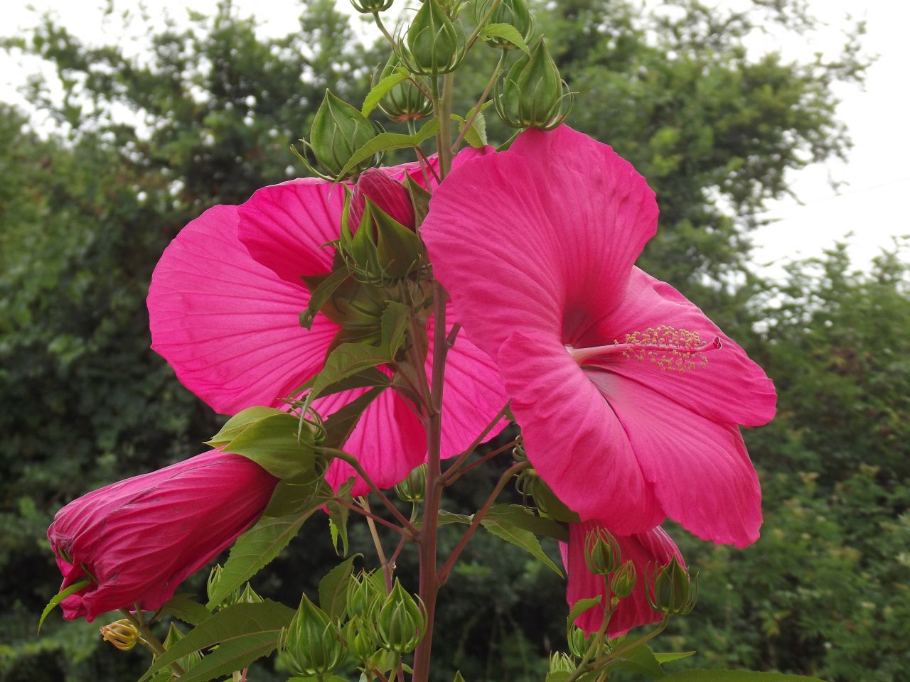 Fleurs d'hibiscus de notre jardin