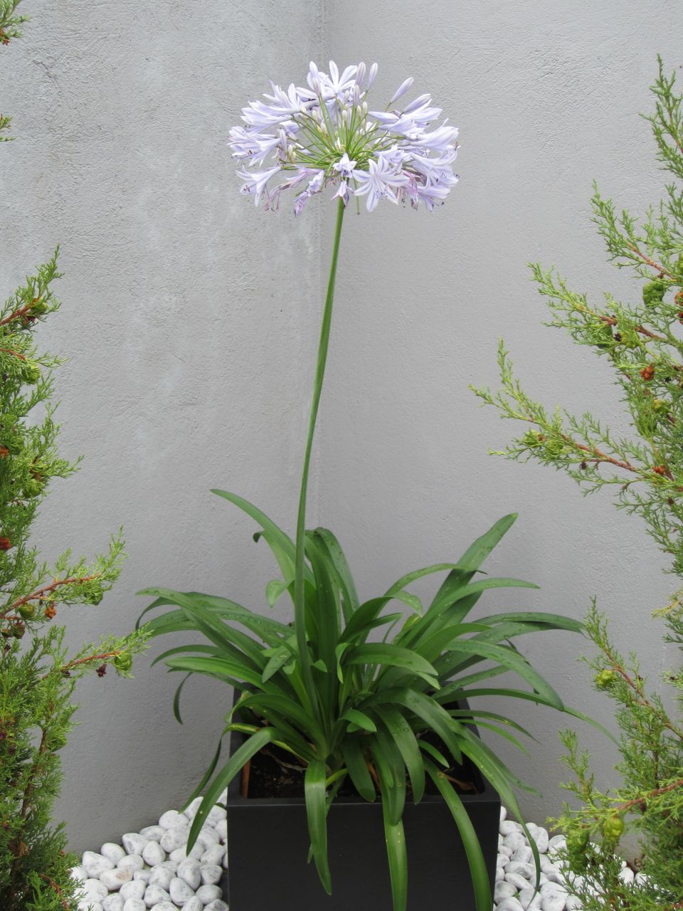 L'agapanthe est en fleur !
