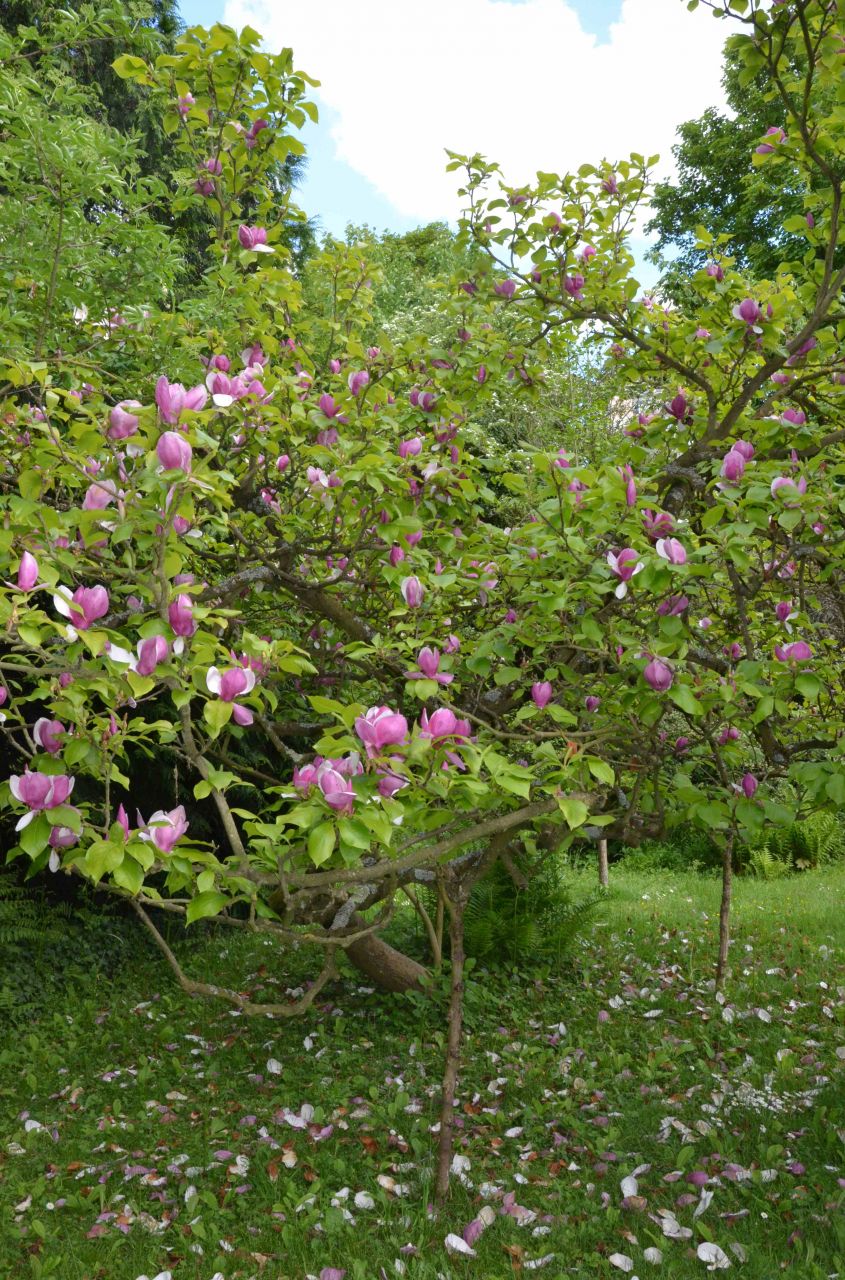 arbre que je souhaite sauver ! 
<br />
il est juste magnifique