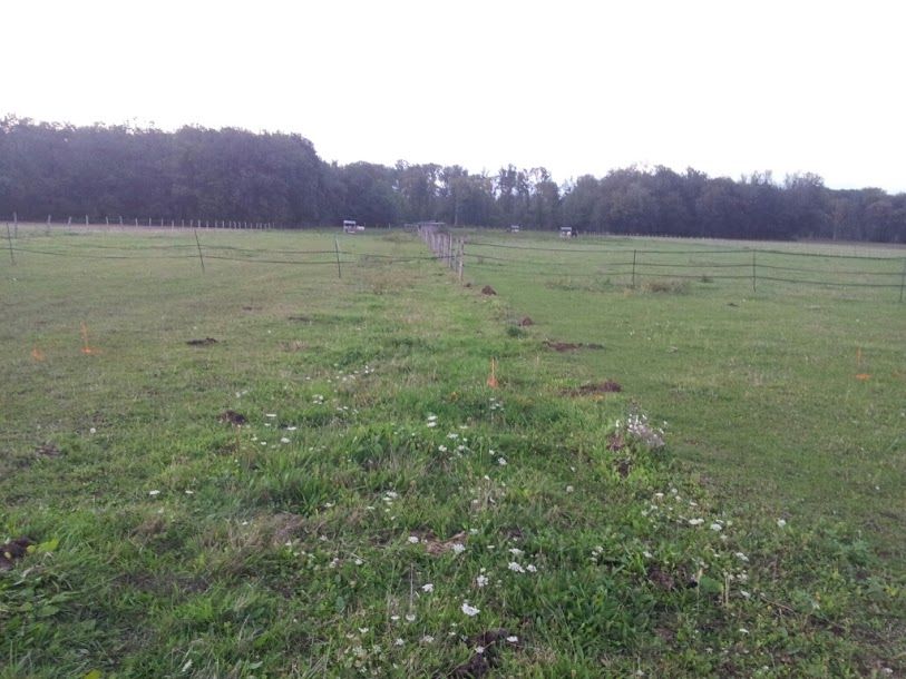 Le terrain est pret : cloture dplace, electricit remise afin que les chevaux ne soient pas tents.