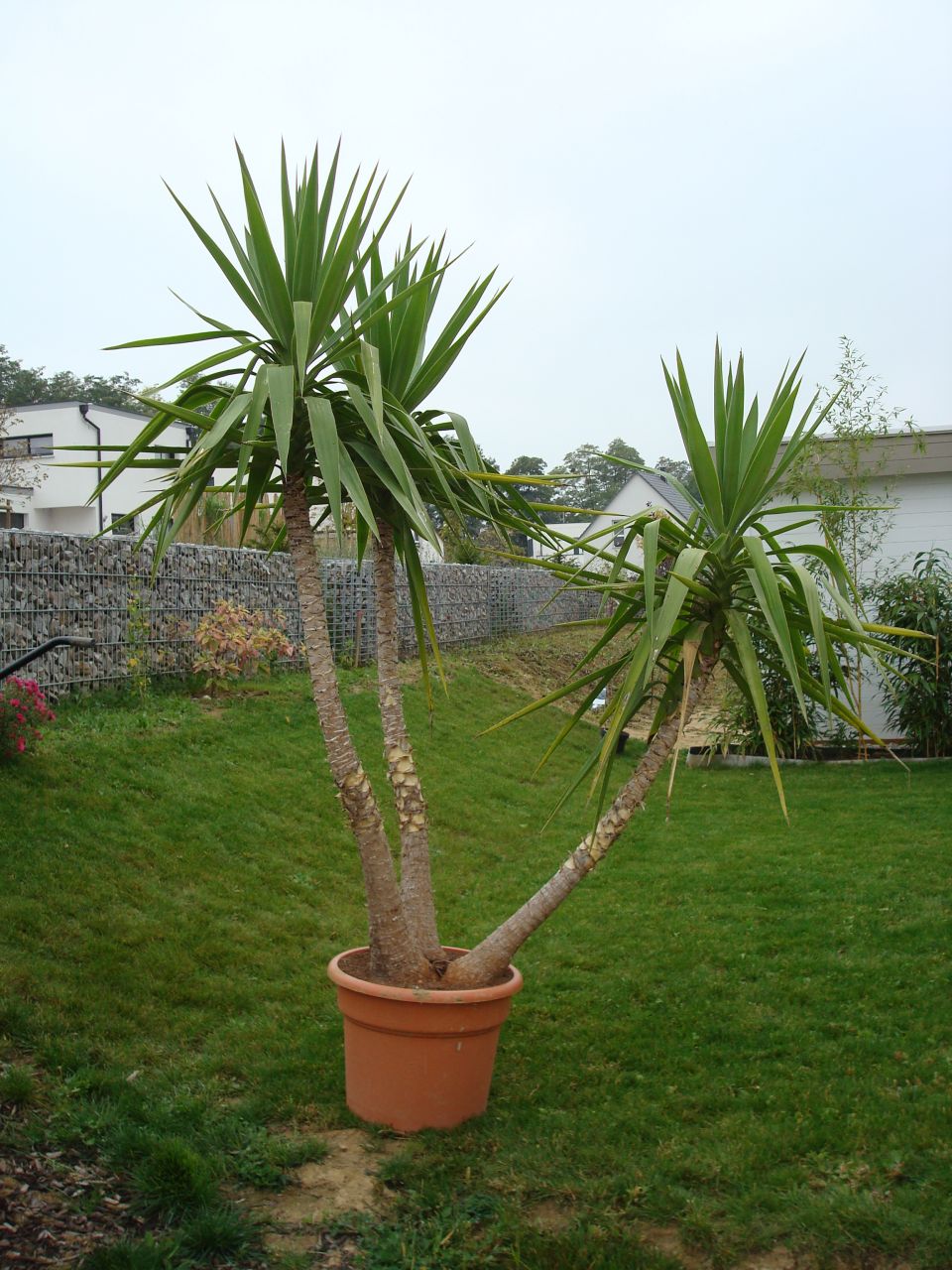 Yucca avant plantation...il est devenu trop grand pour le rentrer en hiver alors, pas le choix, on doit le planter en pleine terre!