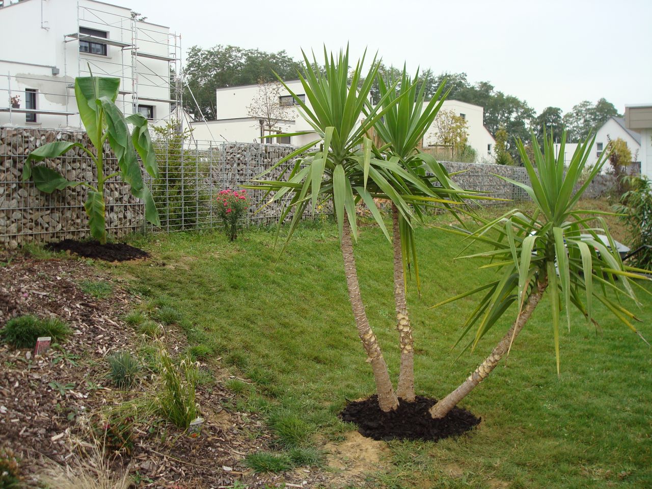 Bananier et Yucca en place, va falloir bien les couvrir pour nos rudes hivers alsaciens