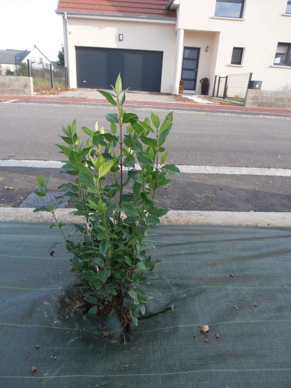 Viburnum Tinus (fera des fleurs blanche de décembre à février)
