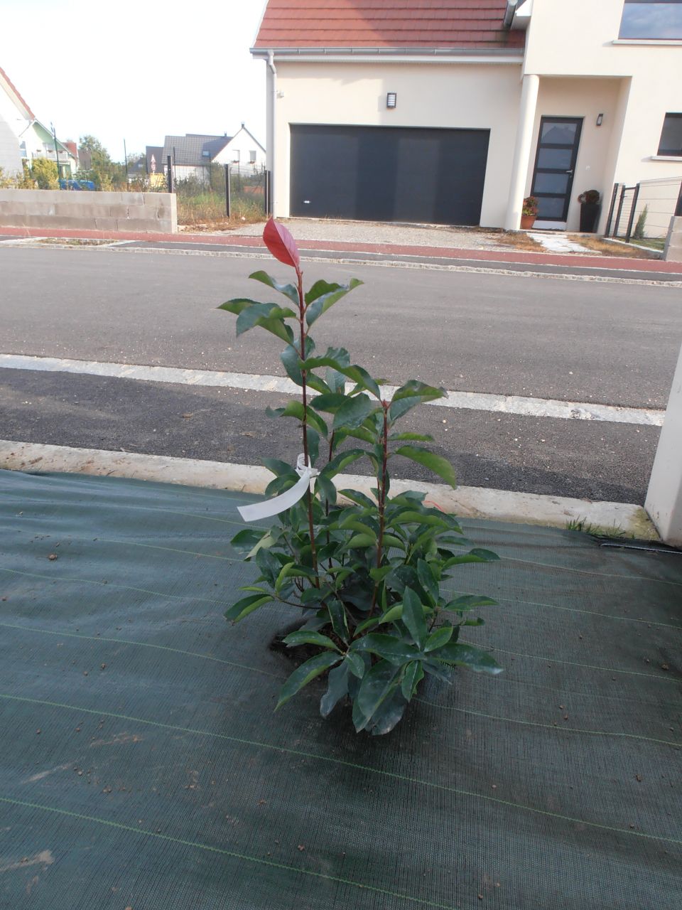Photinia Red Robin