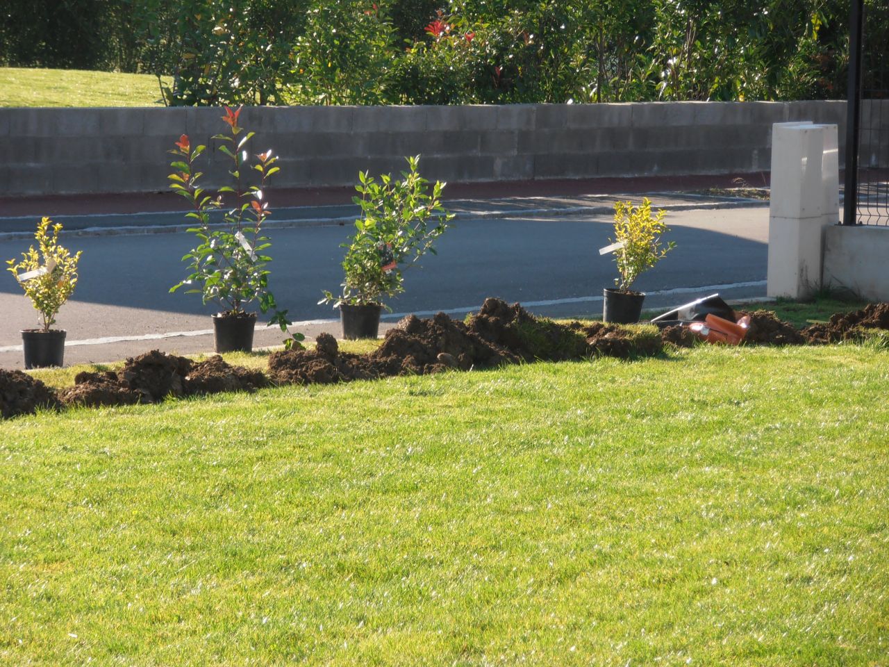 Début de la haie !! Mon homme à fait les trous,il ne me reste plus qu'a planter!!!