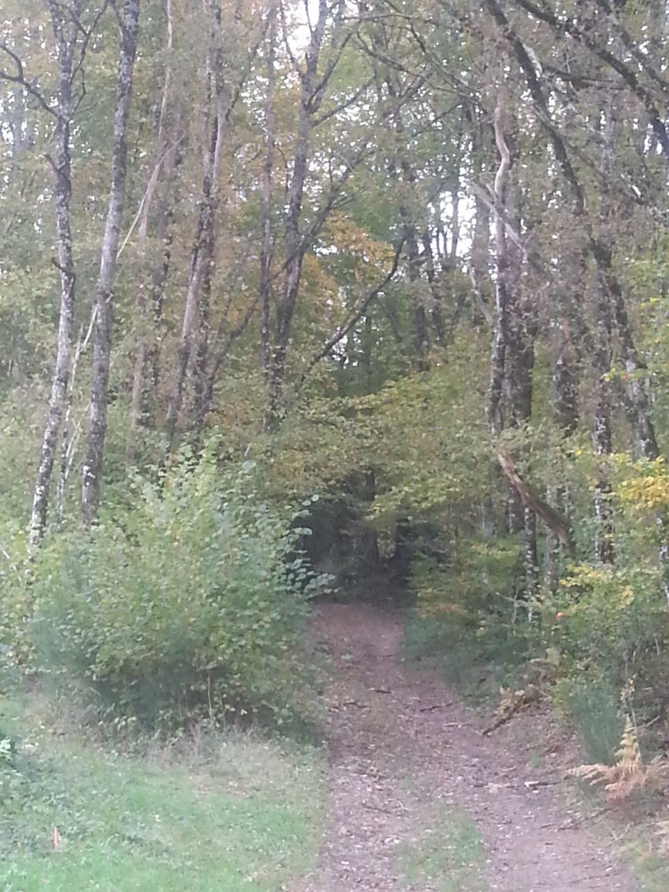 C'est le chemin qui longe la parcelle et qui s'enfonce ensuite dans la foret, d'o l'intitul du rcit