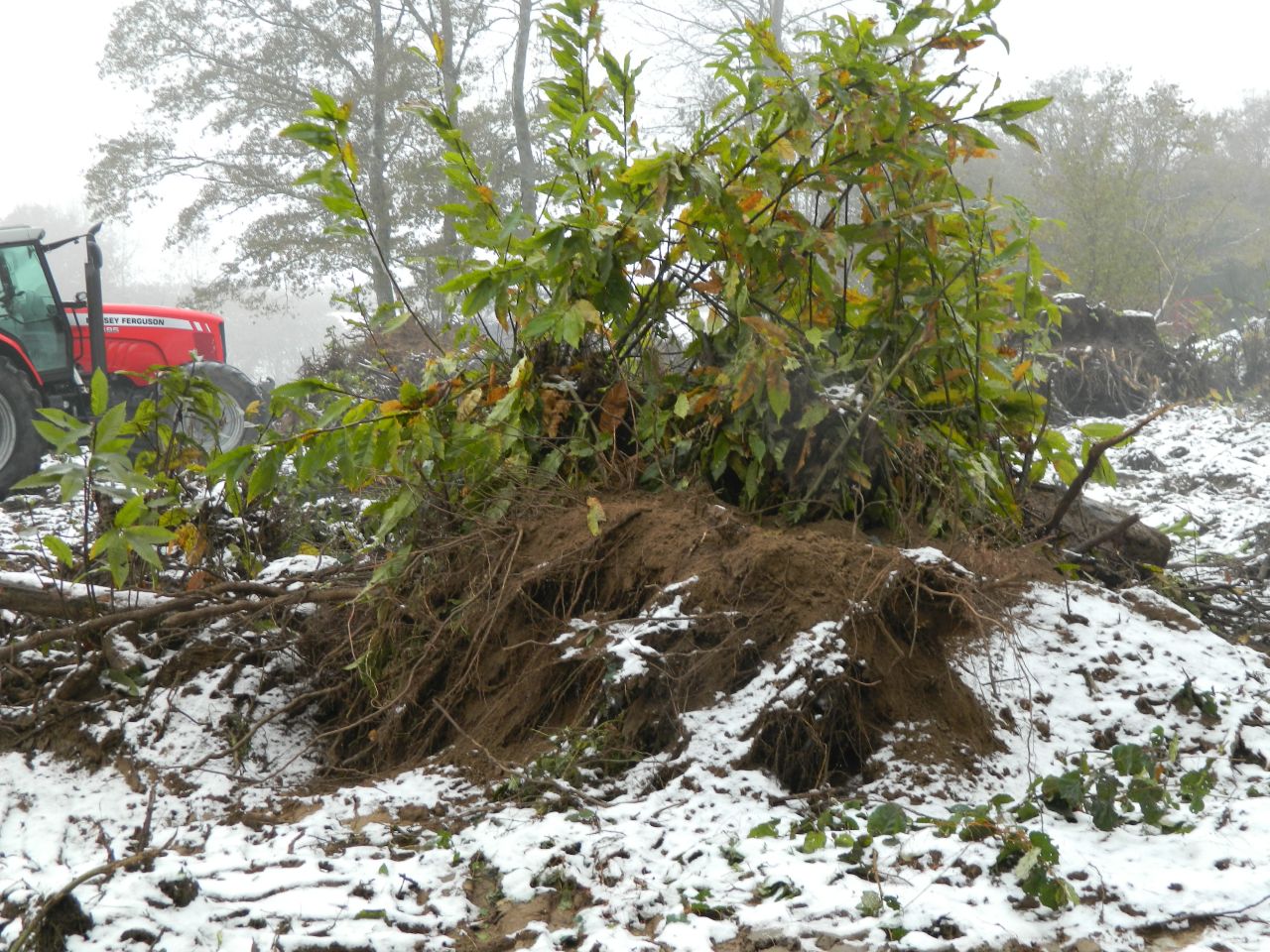 Une des souches de chtaigner sorties de terre. Elles sont assez impressionnantes