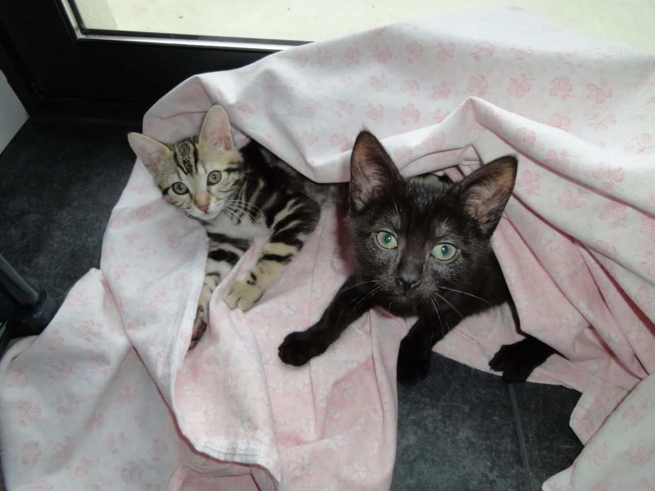 Arrivee de 2 bebes a la maison