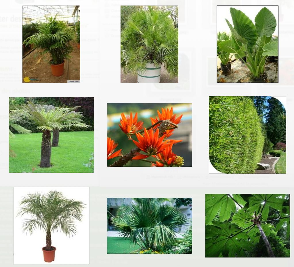 propositions de plantation
