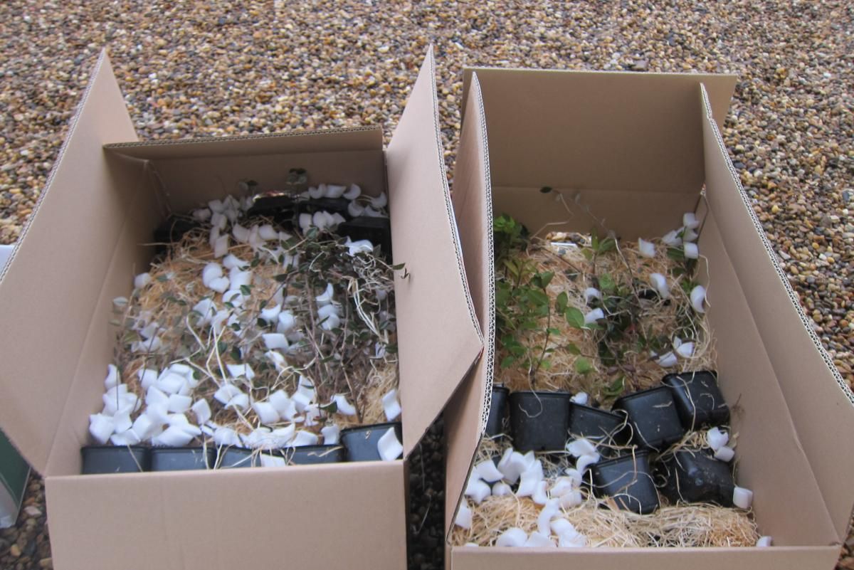Arrivée des plantes commandées par transporteur. Emballage nickel, les plants n'ont pas soufferts.