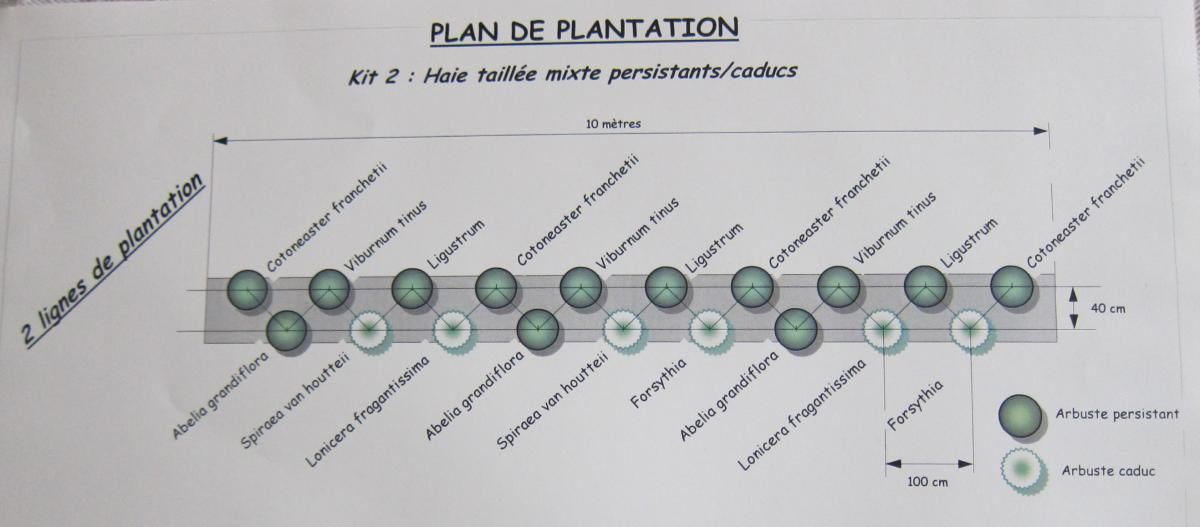 Plan de plantation proposé par lemurvegetal