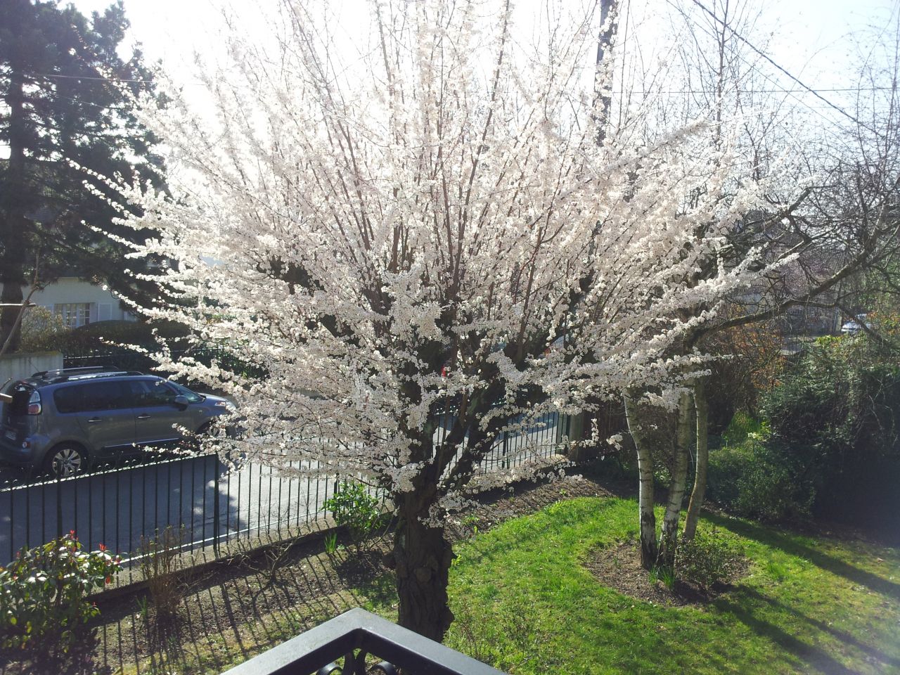 Un magnifique cerisier du Japon en Fleurs