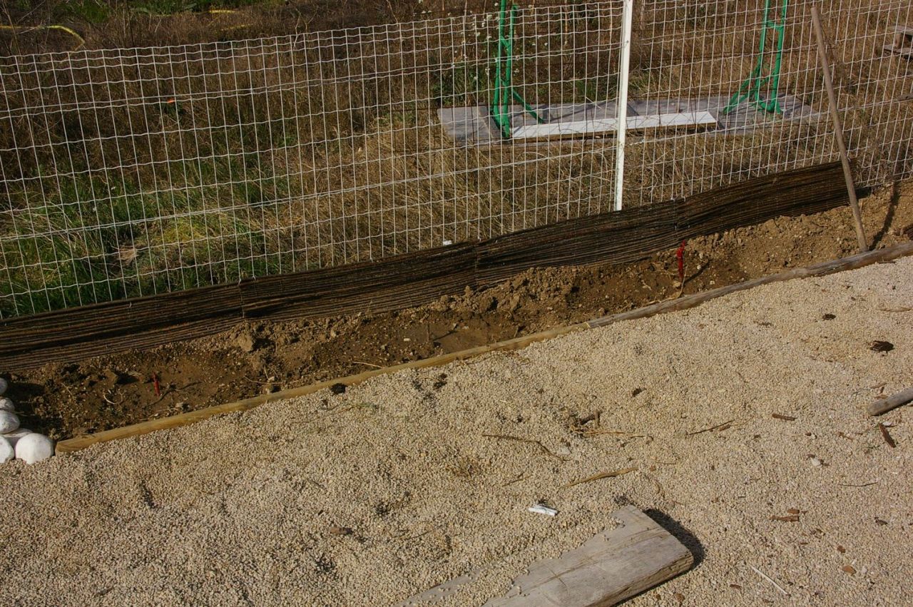 Plantation de 3 pieds de vignes.