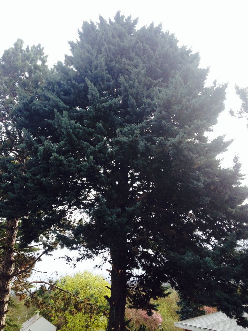 coupe de l'arbre en limite de terrain