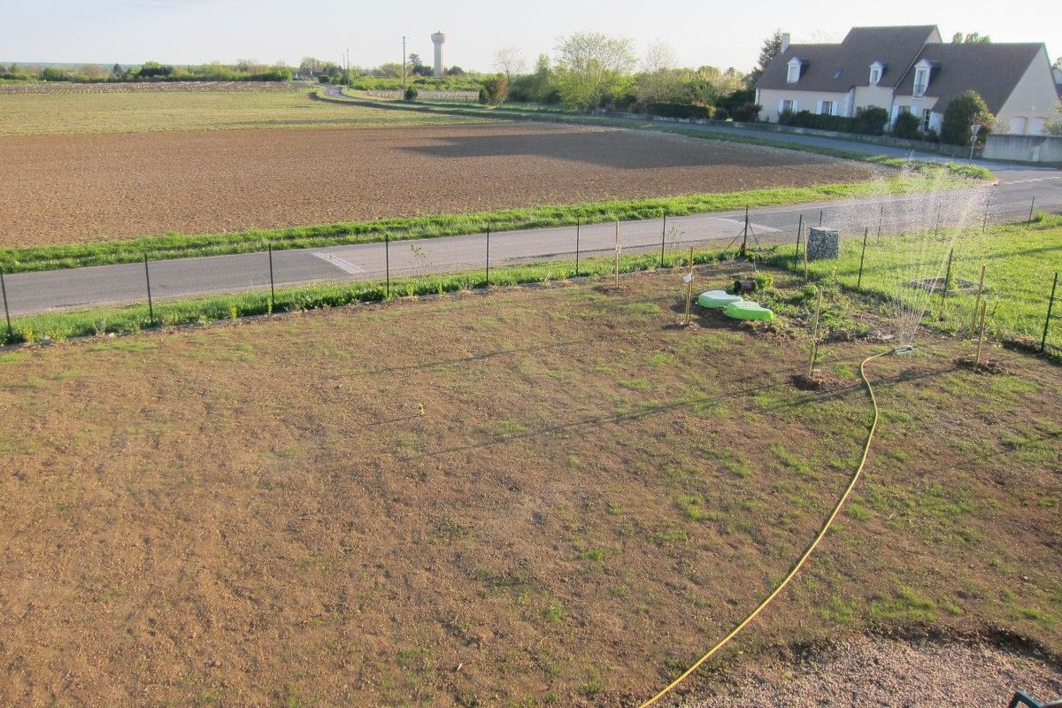 Gazon, 2 semaines après plantation