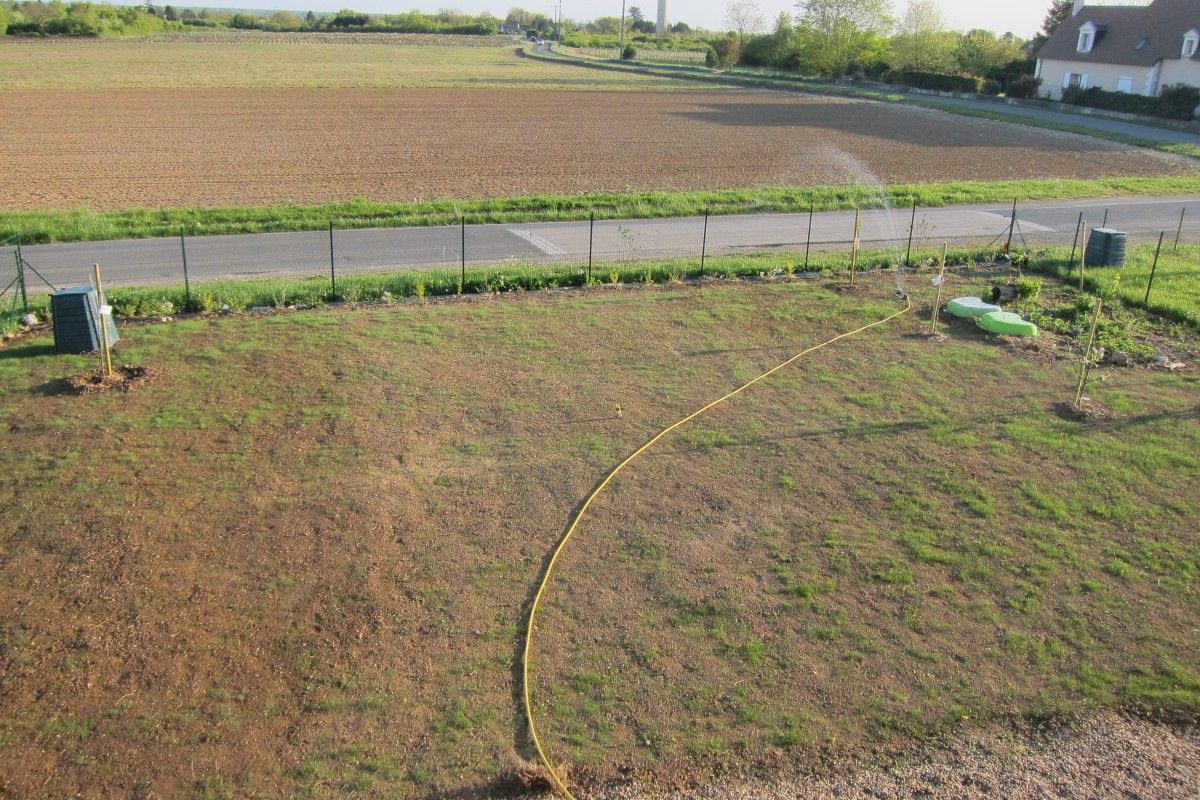 Gazon, 18 jours après plantation