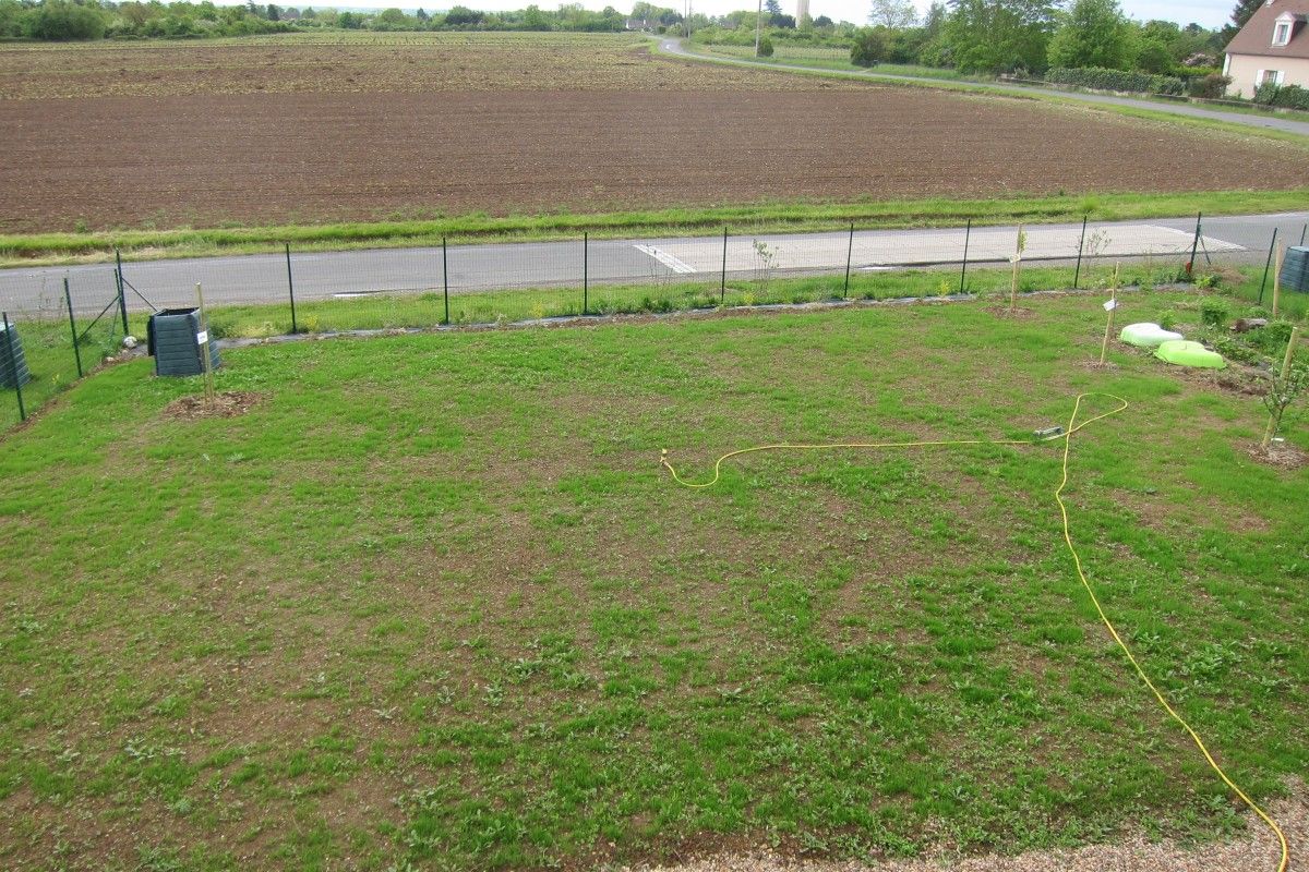 Gazon, 31 jours après plantation (et 1 semaine de pluie intense!)