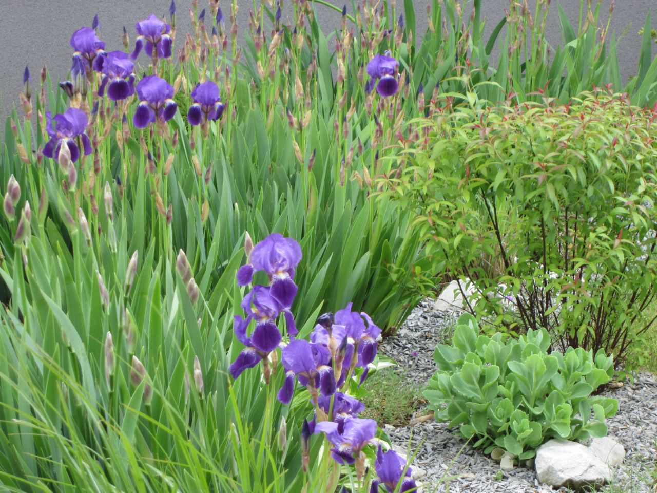 Floraison des iris