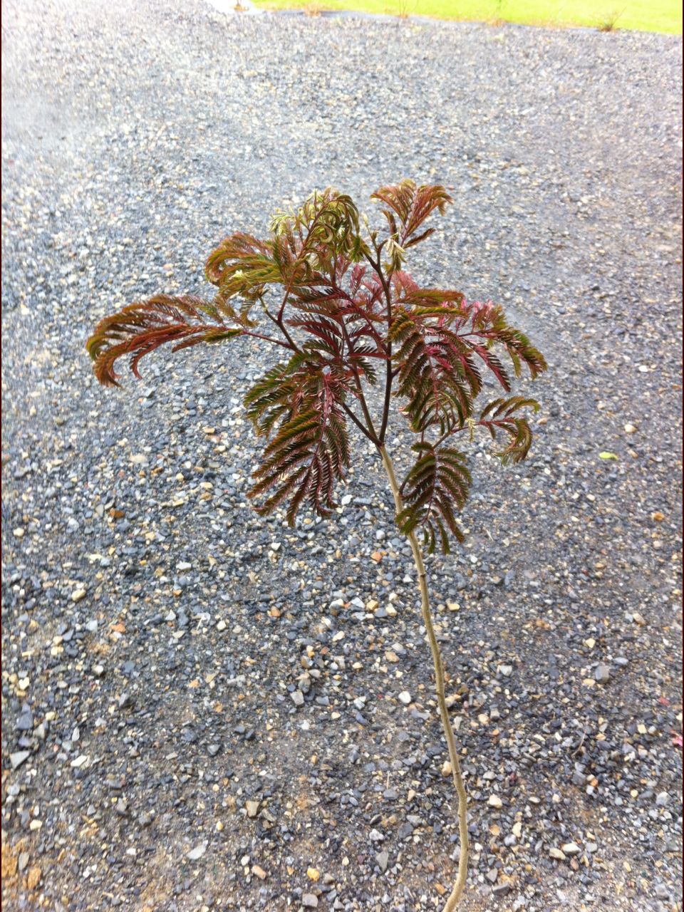 albizia summer chocolate