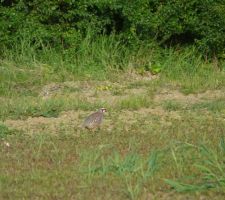 Des perdreaux sont venus faire leur promenade sur notre terrain