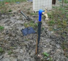 Col de cygne pos&eacute;