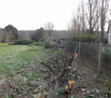 Haie lat&eacute;rale apr&egrave;s coupe