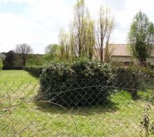 Haie lat&eacute;rale avant coupe